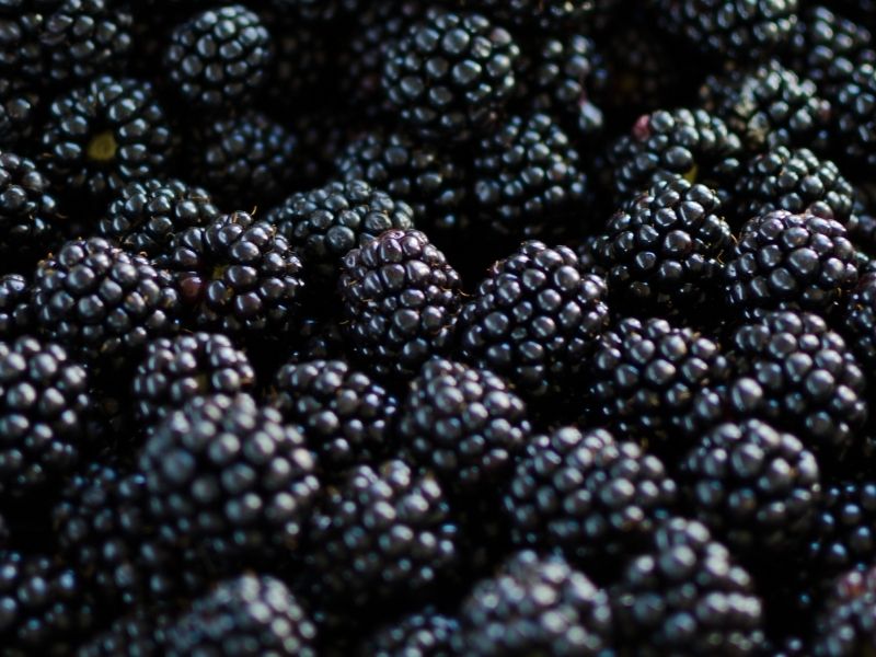 Taubenberg Spätburgunder – Bild 2