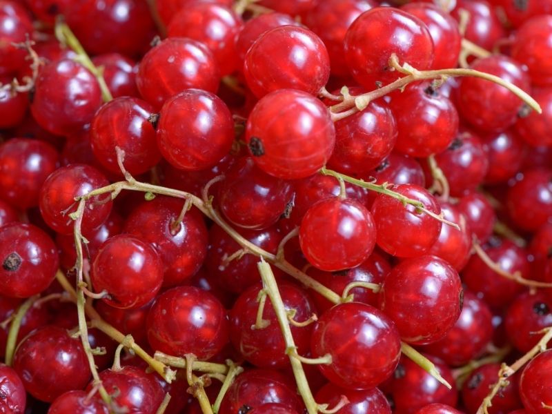Spätburgunder Weißherbstsekt – Bild 2