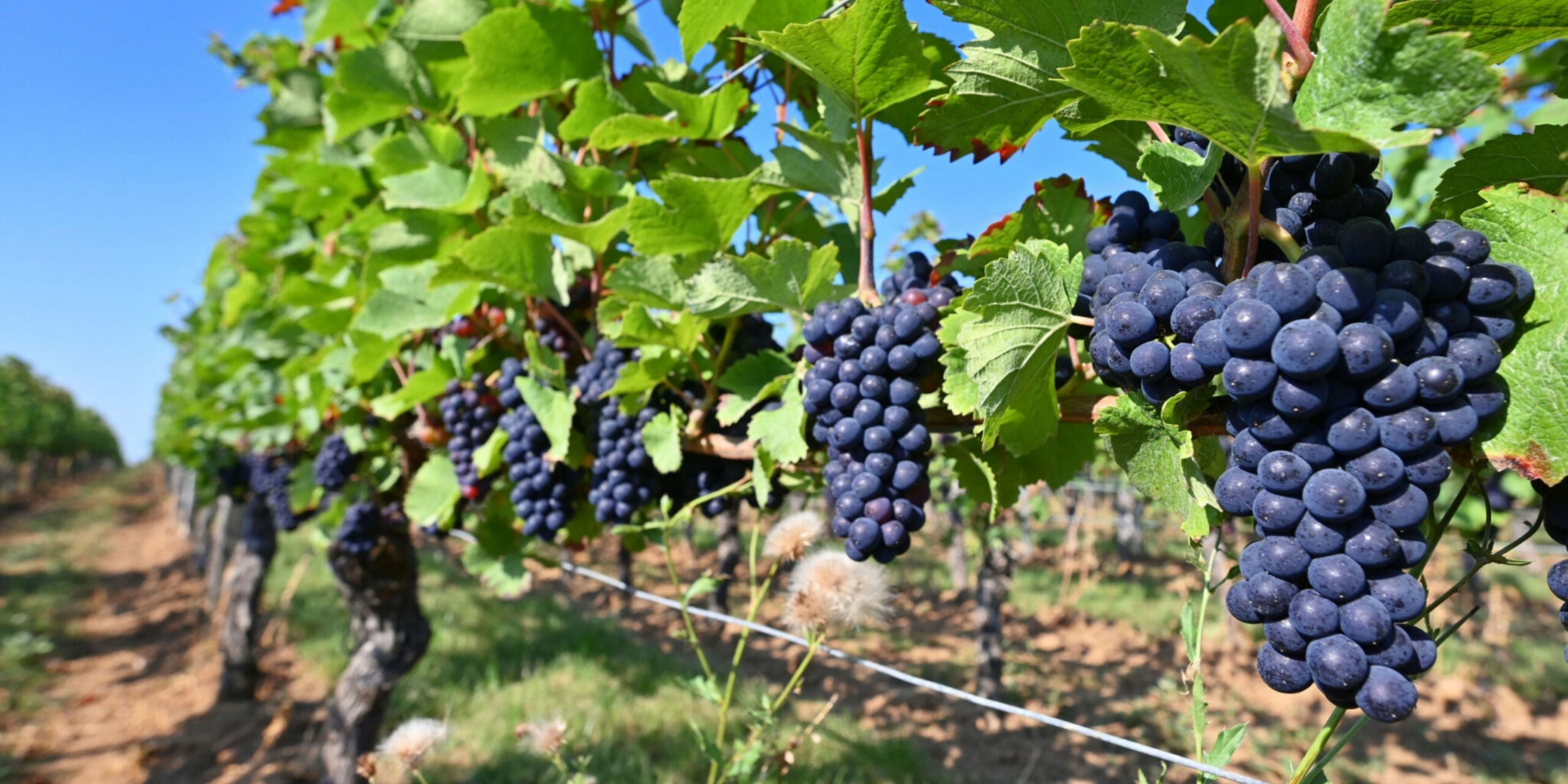 Spätburgunder Rotwein Trauben Rheingau - Weingut Ernst
