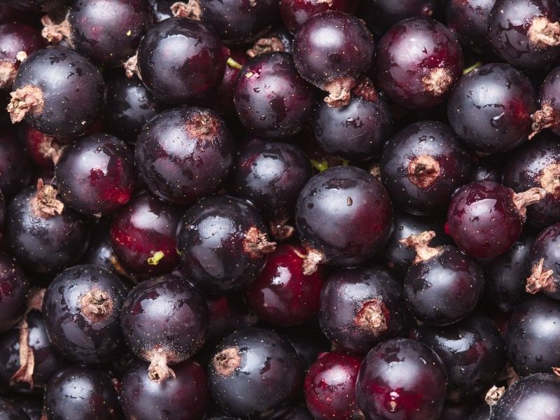 Spätburgunder Rotsekt – Bild 2