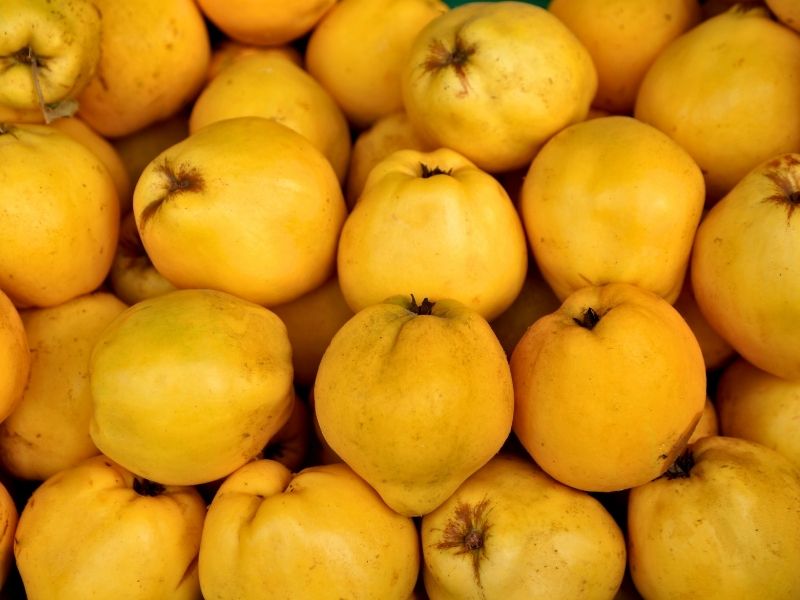 Weissburgunder – Bild 3