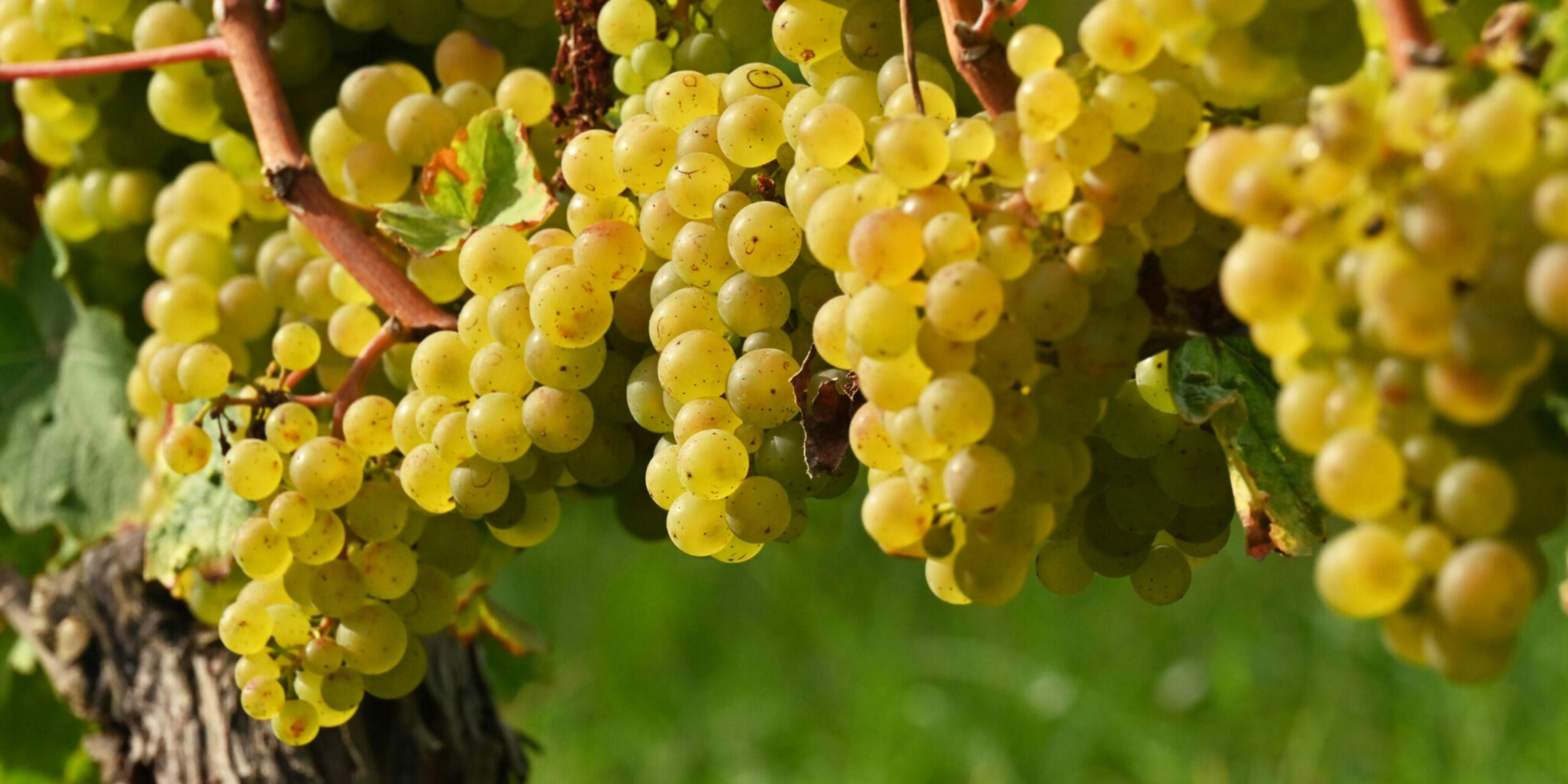 Riesling Trauben Rheingau - Weingut Ernst