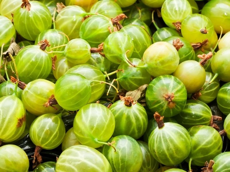 Sauvignon Blanc – Bild 3